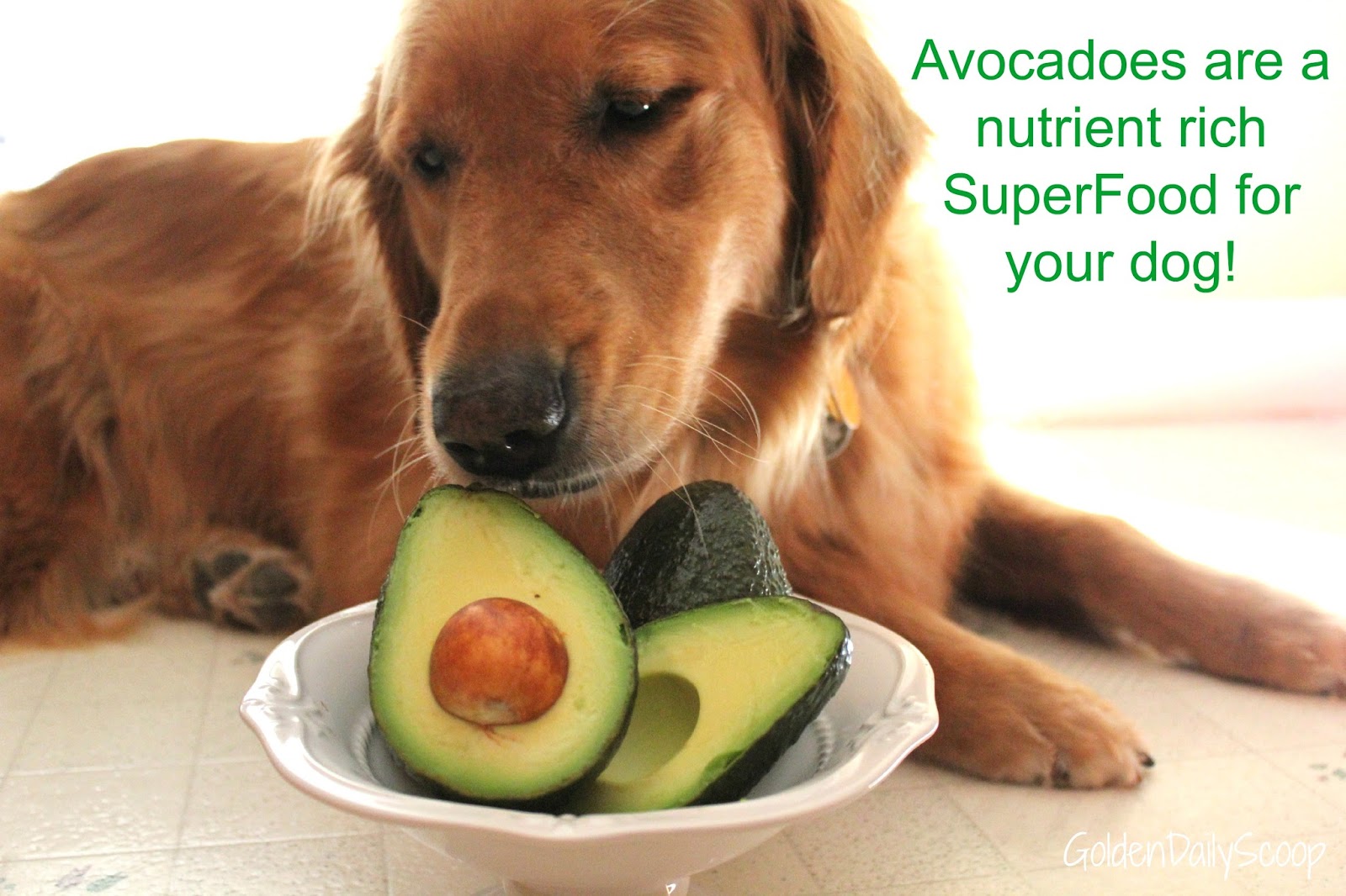 can my dog have avocado